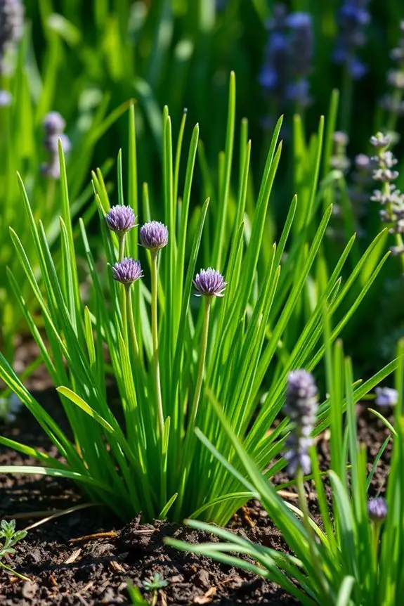 flavorful easy to grow herb